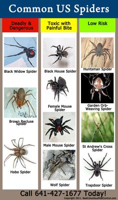 a poster with different types of spiders on it