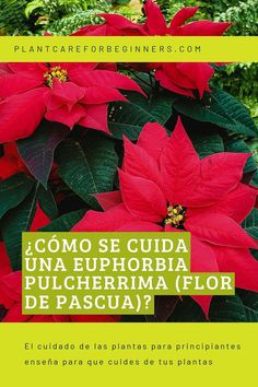 red poinsettias with green leaves in the foreground and text overlay that reads, comoos e cuda una euphobba pulcheria flor de pascula?