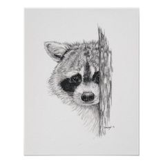 a pencil drawing of a raccoon peeking out from behind a tree trunk,