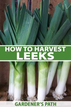 leeks growing in the garden with text overlay