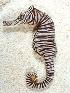 a close up of a sea horse on the ground