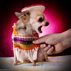 a small dog wearing a sweater and hat being petted by someone's hand