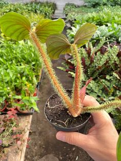 a person holding up a plant in a pot with dirt on the ground next to other plants