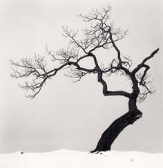 a bare tree with no leaves in the snow