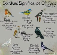 a poster with different types of birds on it's sides and the words, spiritificance of birds part one