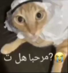 a cat wearing a plastic bag on it's head and looking at the camera