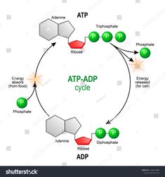 the atp - adp cycle diagram with different types of energy sources in it