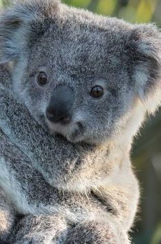 a koala bear sitting on top of a tree branch with its head turned to the side