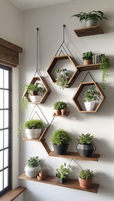 some plants are hanging on the wall with hexagonal shelves