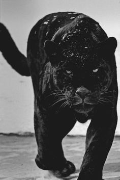 a black and white photo of a panther running on the beach with it's front paws in the air