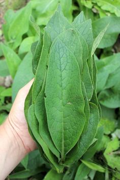 a person holding up a green leaf in their hand