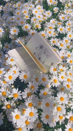 an open book sitting on top of a field of daisies