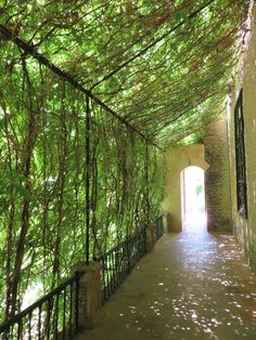 the walkway is lined with green vines and brick walls, leading to an open door