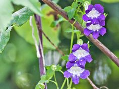 purple and white flowers growing on a tree branch