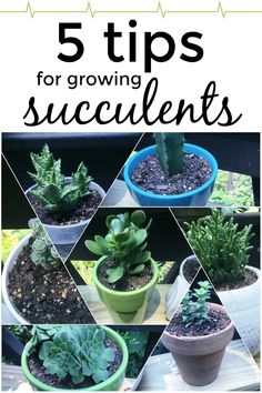 the top five tips for growing succulents