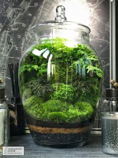 a glass jar filled with green plants on top of a table next to other items