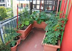 several potted plants are growing on the balcony