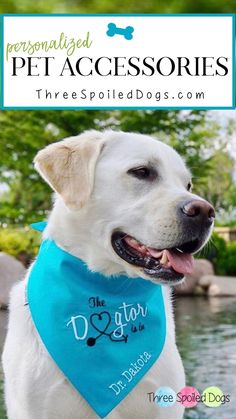 a white dog wearing a blue bandana with the words personalized pet accessories