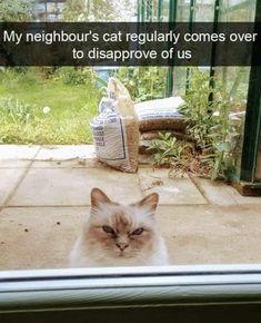 a white cat sitting on top of a window sill