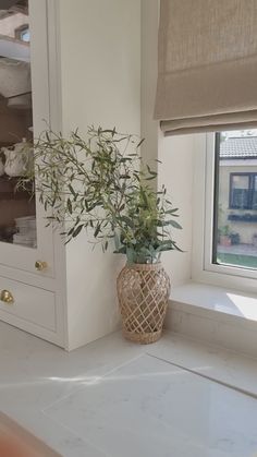 a potted plant sitting on top of a counter next to a window