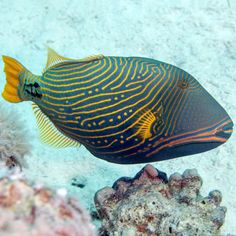 a fish that is swimming in the water near some corals and sea sponges