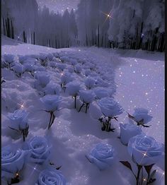 there are many white roses that are in the snow with sparkles on them,