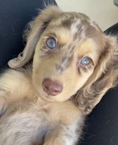 a puppy with blue eyes is sitting in a chair