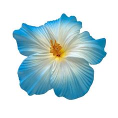 a blue and white flower on a white background