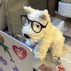 a small white dog wearing glasses sitting in front of a laptop computer on a desk