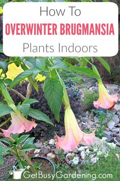 flowers growing in the garden with text overlay that reads how to overwinter bugmania plants indoors