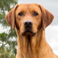 a brown dog sitting in front of a stone wall