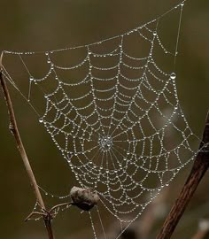 a spider web with water droplets on it sits on a branch in the woods outside