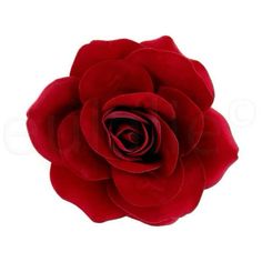 a single red rose on a white background