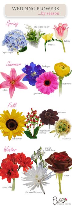 the different types of flowers are shown in this image, and each flower has its own name