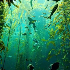 an aquarium filled with lots of different types of fish and seaweed in the water