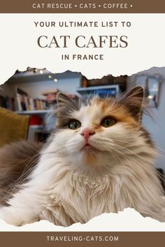 a cat sitting on top of a couch next to a book shelf with the caption your ultimate list to cat cafes in france