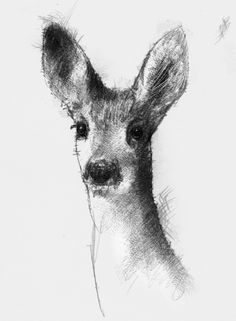 a pencil drawing of a deer's head