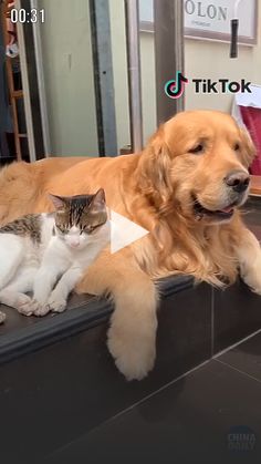 a dog and cat sitting on top of a mirror