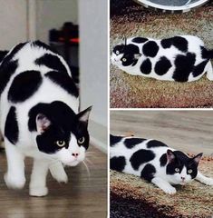 three pictures of a black and white cat laying on the floor