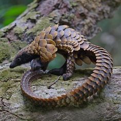 a brown and black snake on top of a tree branch in the forest with it's tail curled up