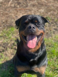 a black and brown dog sitting on top of a grass covered field with its tongue hanging out