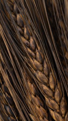 closeup of some brown wheat stalks