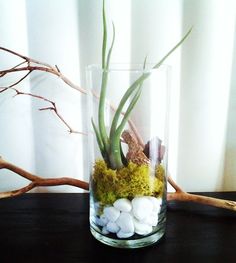 a glass vase with rocks and plants in it