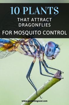 a dragonfly sitting on top of a plant with text overlay that reads 10 plants that attract dragonflies for mosquito control