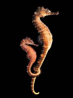 two seahorses swimming in the water at night with bubbles coming out of them