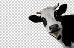 a black and white cow looking at the camera with its head tilted to the side