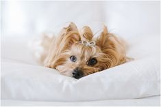 a small brown dog laying on top of a white bed