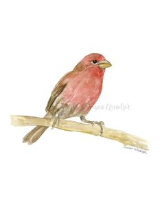 a watercolor painting of a red bird sitting on a branch with its beak open