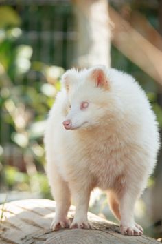 a small white animal standing on top of a log