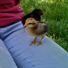 a small chicken sitting on someone's lap in the grass next to her legs